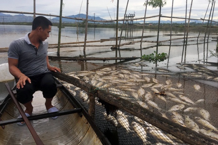 Chiều 2/7, ông Nguyễn Đắc Tập – Phó Chủ tịch UBND TX. Hương Thủy thông tin, tính từ 25/6 đến nay, đã có 167 lồng cá, ước tính khoảng 39 tấn của 28 hộ nuôi cá lồng trên sông Đại Giang, khu vực thôn Hòa Phong (xã Thủy Tân) bị chết.